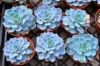 Echeveria runyonii: como cuidar da planta Topsy Turvy e muito mais!