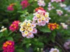 Lantana: tipos da flor como a camara, seus cuidados e muito mais!