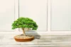 Tipos de bonsai: características de Hokidachi, Moyogi e muito mais!