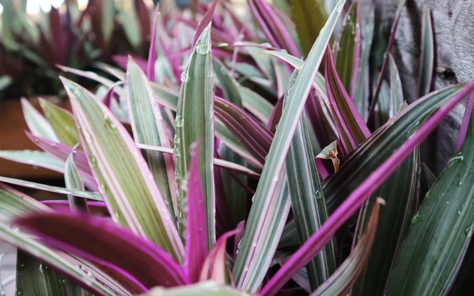 Abacaxi roxo: como cuidar da planta para o jardim e muito mais ...