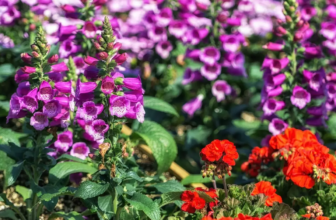 Flor Dedaleira: saiba como cuidar e mais sobre desta planta tóxica!