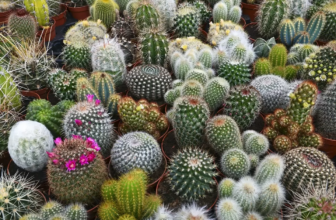 Mammillaria: dicas de cultivo, tipos como cacto-dedal, flores e mais!