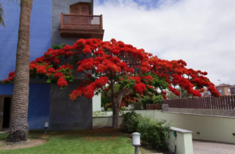 Árvores com flores: pequenas, vermelhas, amarelas, rosas e mais!