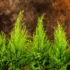Dracena marginata: como cuidar, tipos como a tricolor e mais!