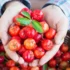 Plantas enxertadas: o que são, plantas frutíferas e mais!