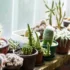 Cacto parafuso: preço, flor, como cuidar, características e muito mais!