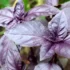 Episcia cupreata: onde comprar, como cuidar e muito mais!