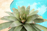Bromélia imperial: preço, características, paisagismo e mais!