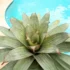 Hibiscus rosa-sinensis: características, uso medicinal e muito mais!