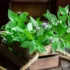 Planta cróton: é de sol ou de sombra? Veja tipos, uso na decoração e mais!