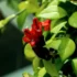 Mussaenda rosa: como cuidar, características de sua flor e mais!