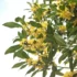 Cocos nucifera: características, usos no paisagismo, como óleo e mais!