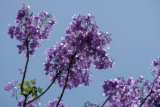 Jacarandá mimoso: como plantar a árvore, cuidados e muito mais!