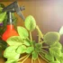 Trapoeraba: cores, como plantar, consumir, benefícios e mais desta planta!