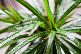 Planta dracena: como cuidar, seus tipos como o tricolor, arbórea e mais!