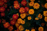 Tagetes: tipos como a erecta, patula, minuta e muito mais sobre essa flor!