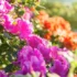 Tagetes: tipos como a erecta, patula, minuta e muito mais sobre essa flor!