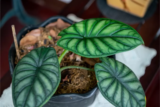 Alocasia: como cuidar desta planta, tipos e muito mais!