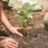 Bambu da sorte: como cuidar da planta, significado e muito mais!
