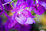 Orquídea Vanda: raízes secas, folhas amarelas, preço e mais!