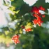 Como fazer bonsai: cuidados, dicas de espécies, estilos e mais!