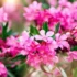 Glicínia: cuidados, cores, decoração e mais sobre esta planta!
