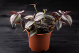 Tradescantia zebrina purpusii: como cuidar, curiosidades e mais!