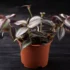 Manjericão roxo: como cultivar, para que serve, os benefícios e mais!