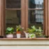 Flor onze-horas: como cuidar e muito mais sobre esta planta!