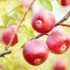 Eugenia involucrata: cuidados com a cereja, características e mais!