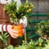 Como plantar quiabo: em vaso, seus tipos, benefícios e muito mais!