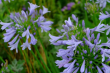 Agapanthus africanus: cuidados e muito mais sobre esta planta!