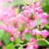 Lantana: tipos da flor como a camara, seus cuidados e muito mais!