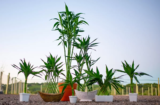 Bambu da sorte: como cuidar da planta, significado e muito mais!