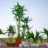Como plantar caqui: com sementes, em casa, espécies e mais!