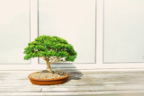 Tipos de bonsai: características de Hokidachi, Moyogi e muito mais!