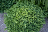 Buxus sempervirens: características e dicas de cuidado com este arbusto!