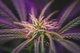 Cannabis Purple Haze: conheça mais sobre a variação roxa dessa planta