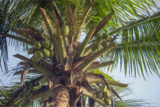 Cocos nucifera: características, usos no paisagismo, como óleo e mais!
