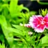 Cinerária: seus tipos como marítima, centaurea e muito mais!