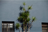 Dracena marginata: como cuidar, tipos como a tricolor e mais!
