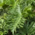 Kalanchoe laetivirens: para que serve, como cuidar e muito mais!