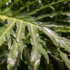Planta Érica: como cuidar, características, tipos e muito mais!