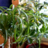 Planta Érica: como cuidar, características, tipos e muito mais!