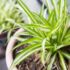 Planta Mirra: para que serve esta planta sagrada e muito mais!