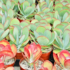 Flores tropicais: nomes, características, descrição e mais!