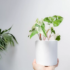 Como plantar mandioca: como preparar a terra, cuidados e muito mais!