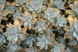 Graptopetalum paraguayense: o que é, como cuidar da suculenta e mais!