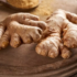 Como plantar capim cidreira: melhores dicas, usos e muito mais!