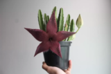 Stapelia hirsuta: saiba como cuidar, curiosidades e muito mais!